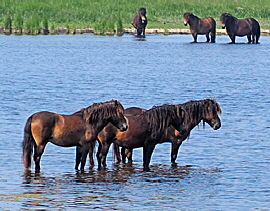 exmoor ponys klein 03