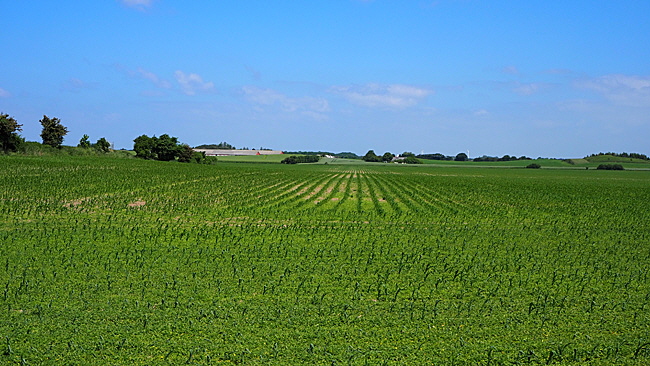 landwirtschaft langeland 02